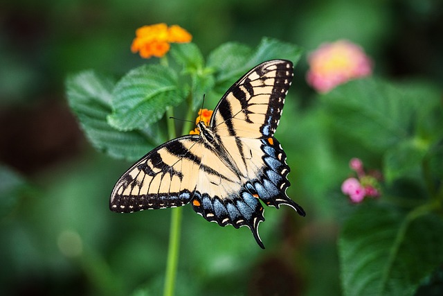 butterfly-g35f6b63de_640